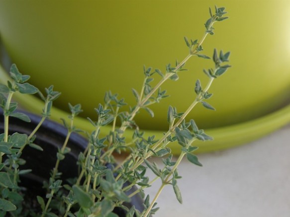 Cimbrisorul este o plantă aromatică prețuită în Grecia. Din flori albinele produc o miere deosebit de aromată, frunzele sunt folosite pentru ceaiuri terepeutice dar și pe post de condimente pentru mâncărurile cu legume și carne.